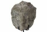 Fossil Hadrosaur Caudal Vertebra w/ Metal Stand - Texas #243665-2